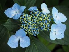 花束みたいな紫陽花