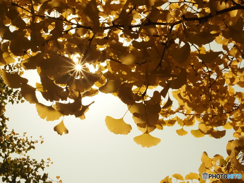 みんな見上げる大銀杏の木