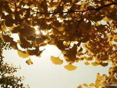 みんな見上げる大銀杏の木