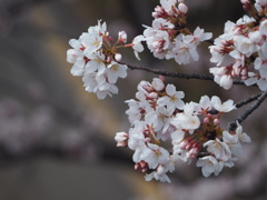 休日の花見散歩