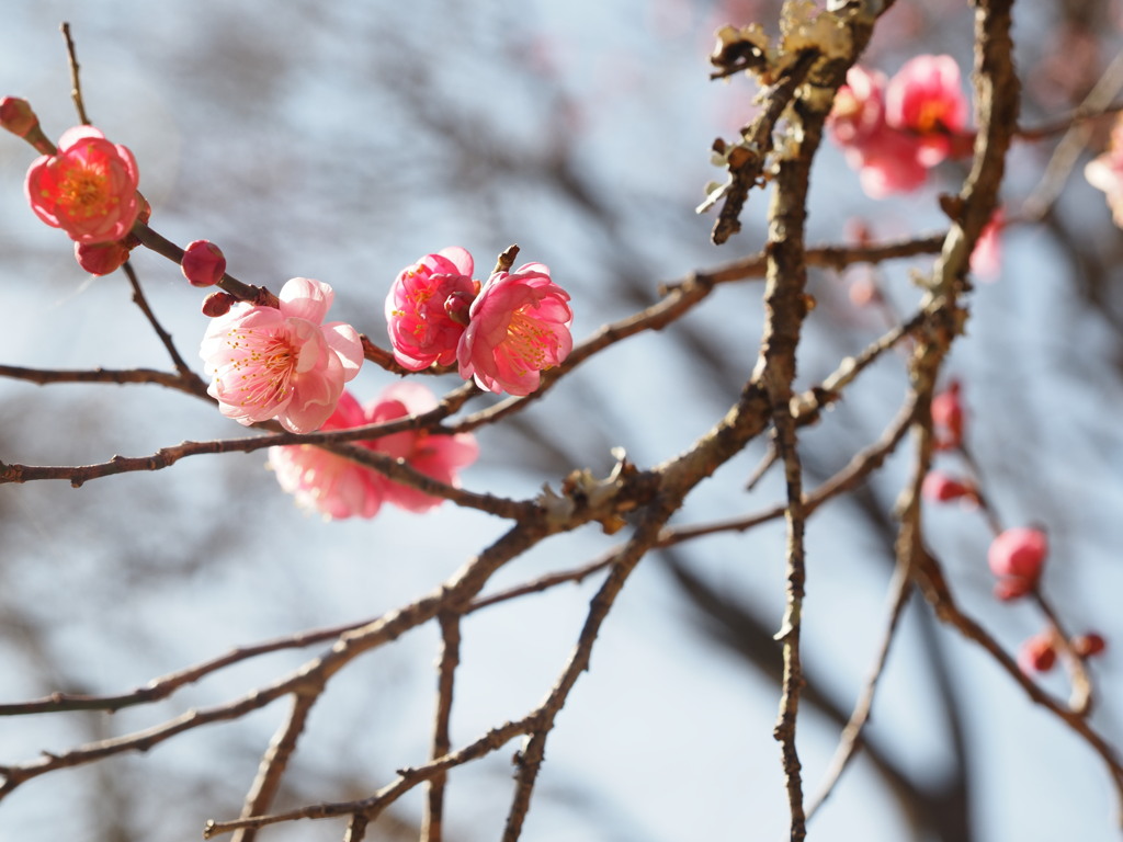 紅梅もだいぶ咲いていました