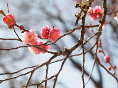 紅梅もだいぶ咲いていました