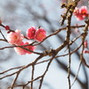 紅梅もだいぶ咲いていました