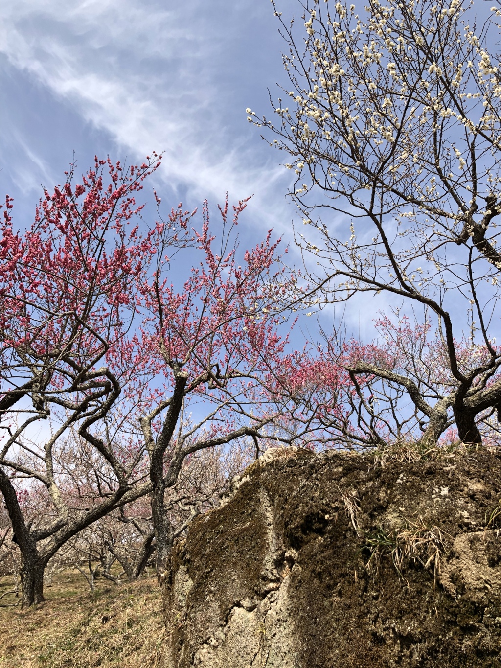 竜昇