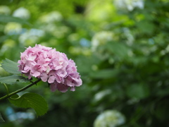 ピンクの紫陽花