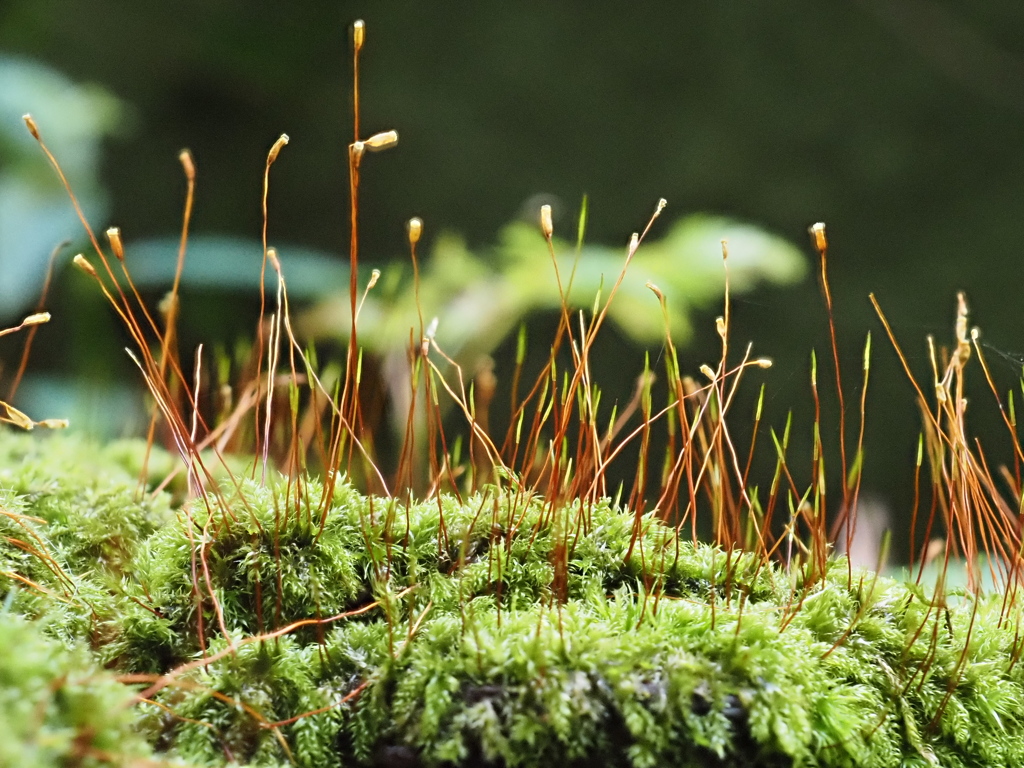 苔の胞子嚢