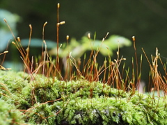 苔の胞子嚢