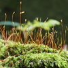 苔の胞子嚢