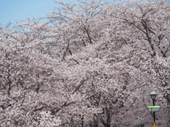 奥までずっと、もっこもこの桜！