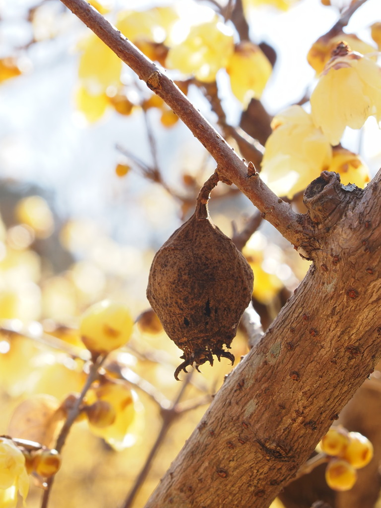 蝋梅の実