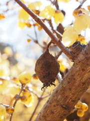 蝋梅の実