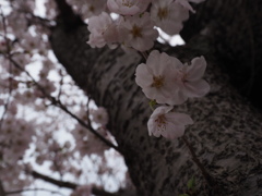 曇天の桜