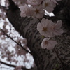 曇天の桜