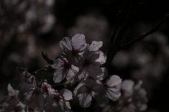 夜桜