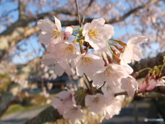 桜