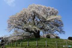 醍醐桜