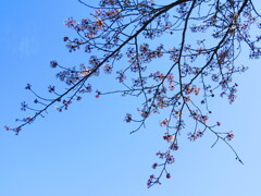 春の空と桜と