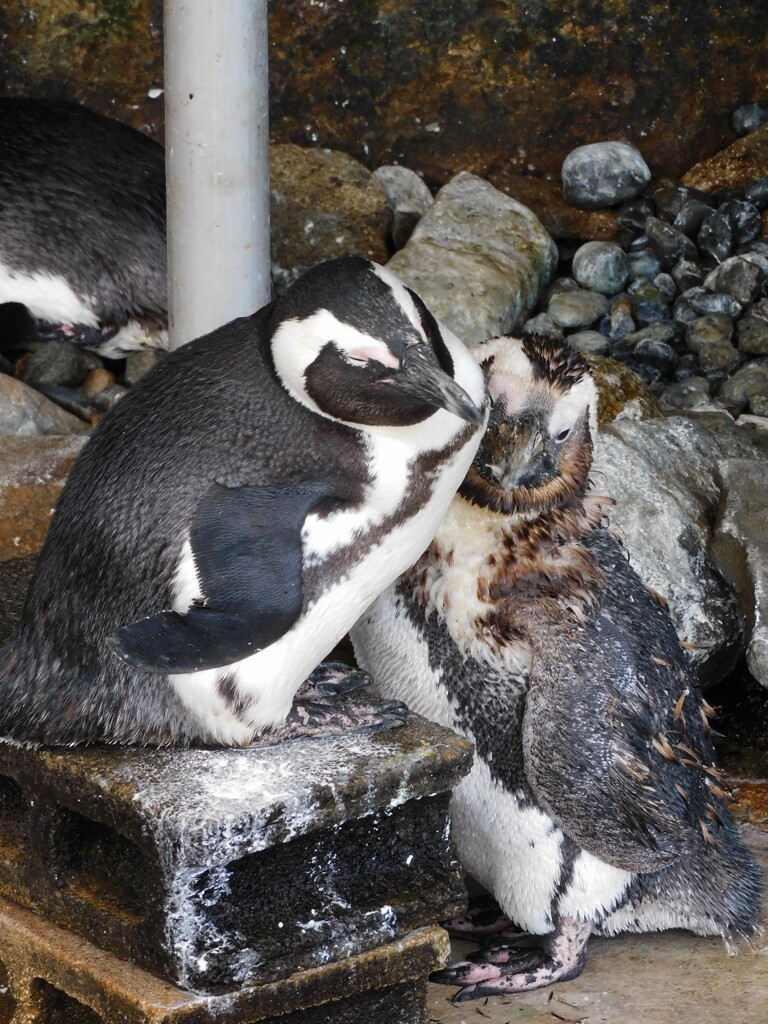 ペンギン親子
