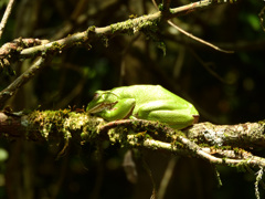 モリアオガエルうたた寝_00001