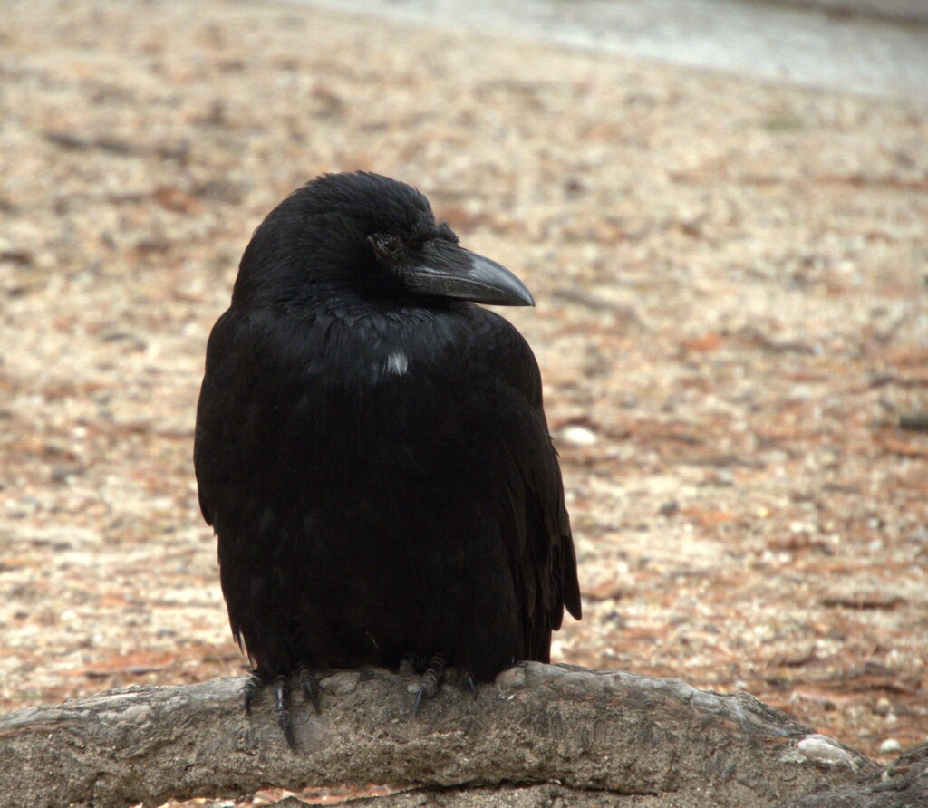 庄内緑地公園　ﾊｼﾎﾞｿｶﾗｽのｼｬﾊﾞｰﾆ