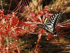 曼殊沙華　アゲハチョウ２