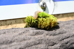 苔を這うナメクジ