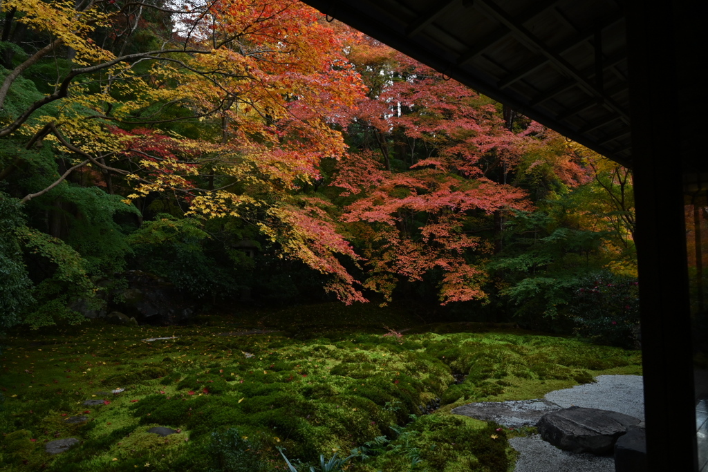 秋の瑠璃光院