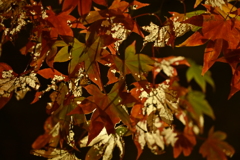 ライトアップされた紅葉