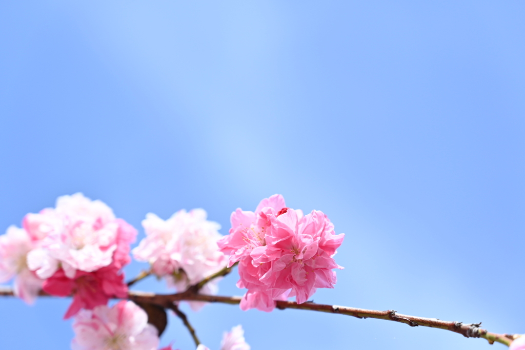 ココイチ駐車場で撮ったお花