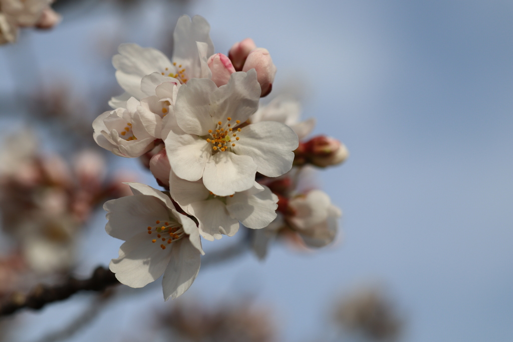 桜