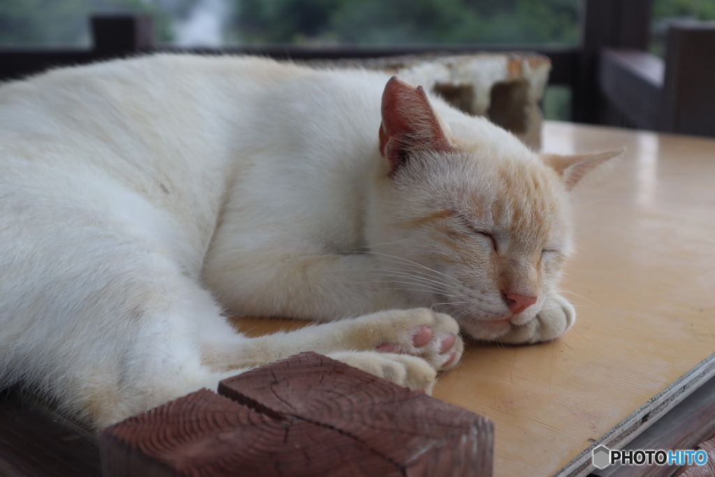 ひるねこ
