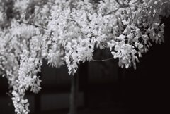 白藤