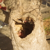 ラブ
