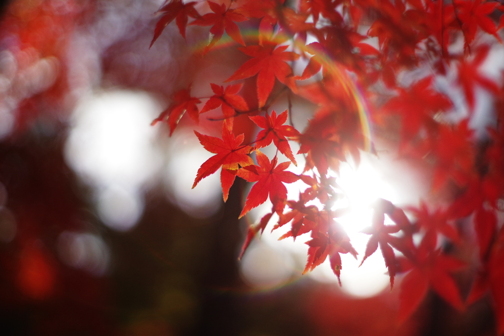 紅葉を撮影にい紅葉