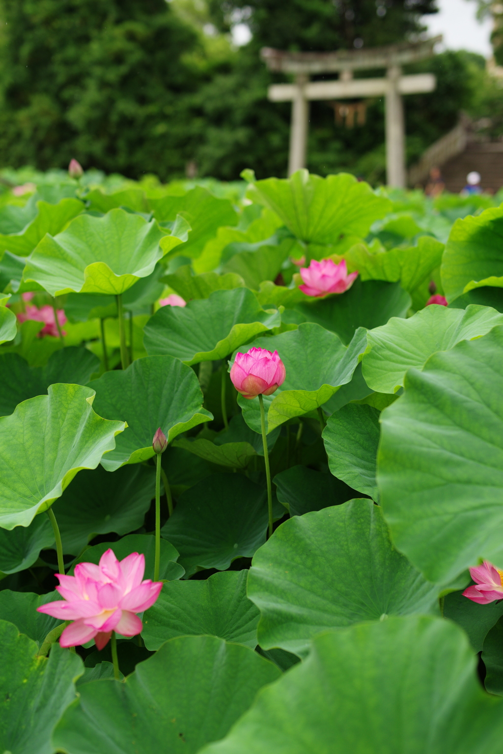 伊賀八幡宮の蓮の花