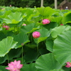 伊賀八幡宮の蓮の花
