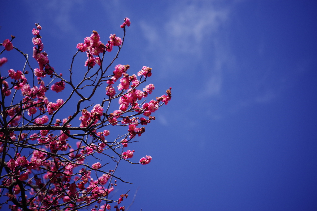 梅と空