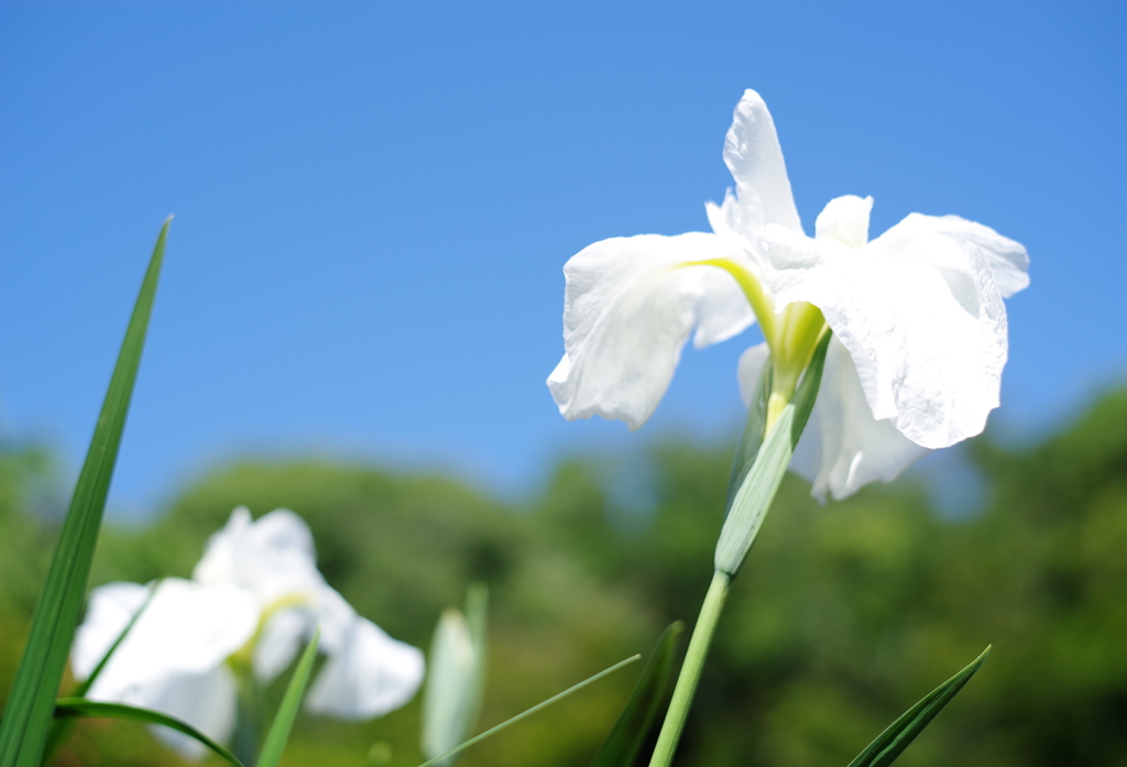 菖蒲