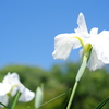 菖蒲