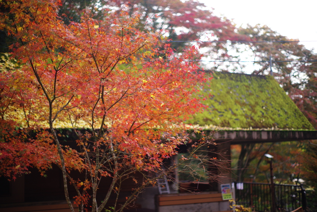 紅葉