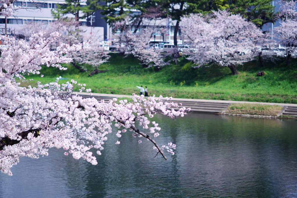 ♪春のうららの乙川♪