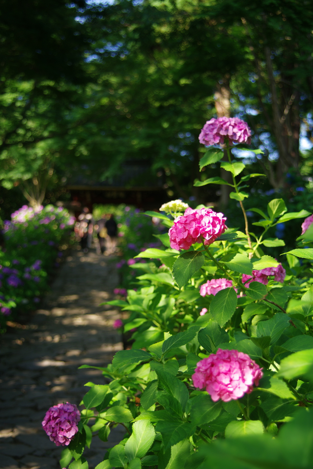 本光寺の紫陽花