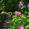 本光寺の紫陽花
