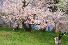 桜の木の下で