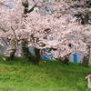 桜の木の下で