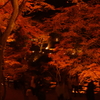 香嵐渓の夜紅葉