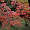 紅葉２