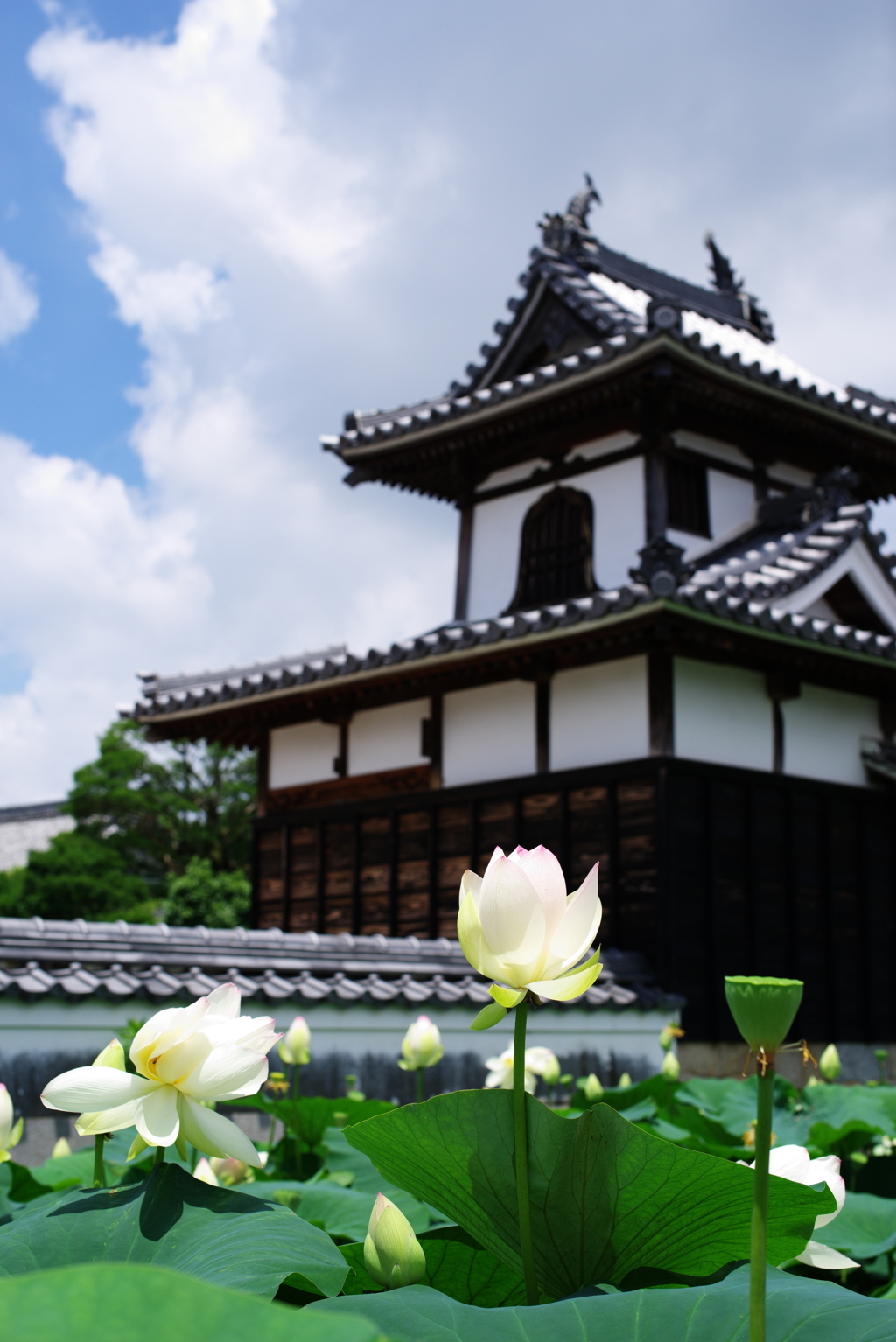 本證寺 蓮の花