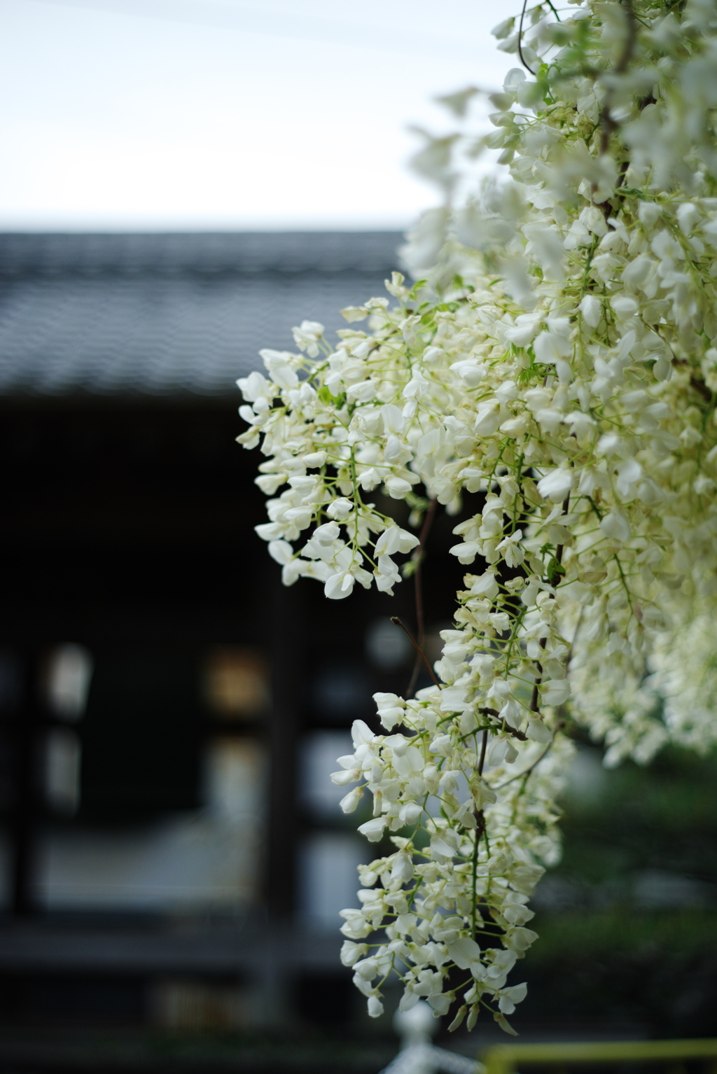 松應寺の白藤