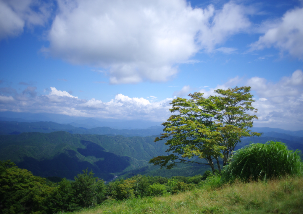 山雲木